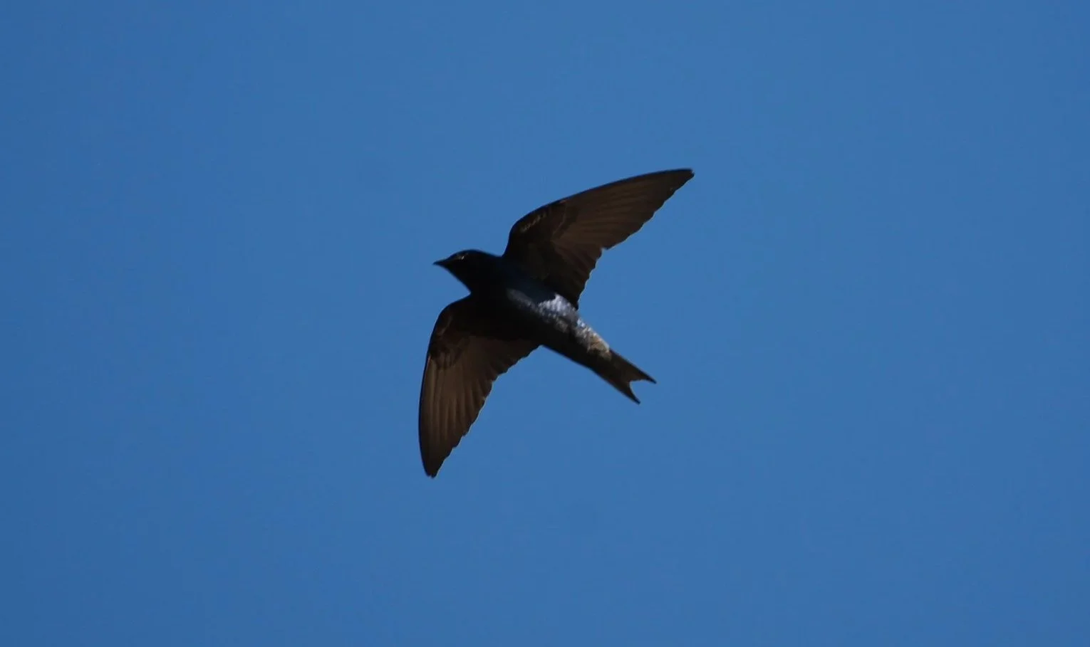 Let Maria cook! Just published in Ornithological Applications — Pairing weather radars with eBird data for large-scale monitoring of roosts 