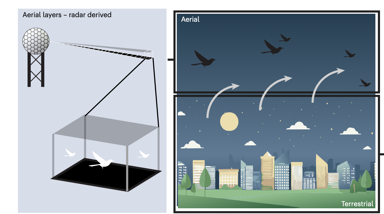 New paper led by Mikko published in Nature Cities  explores migratory bird stopover patterns linked to urbanization and social landscapes