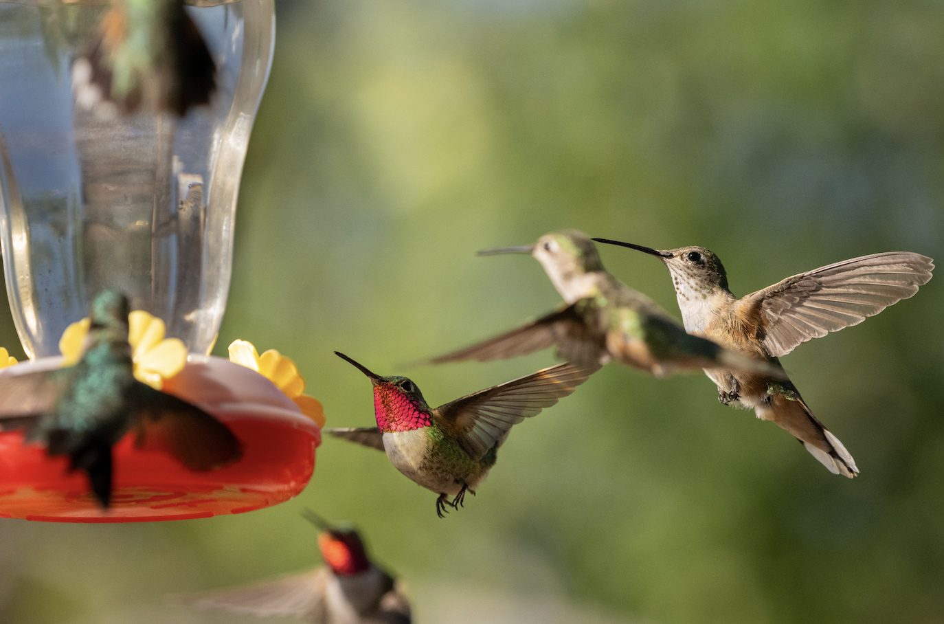 We're recruiting a new Post-doc for the lab — Come join the AeroEco Lab! 