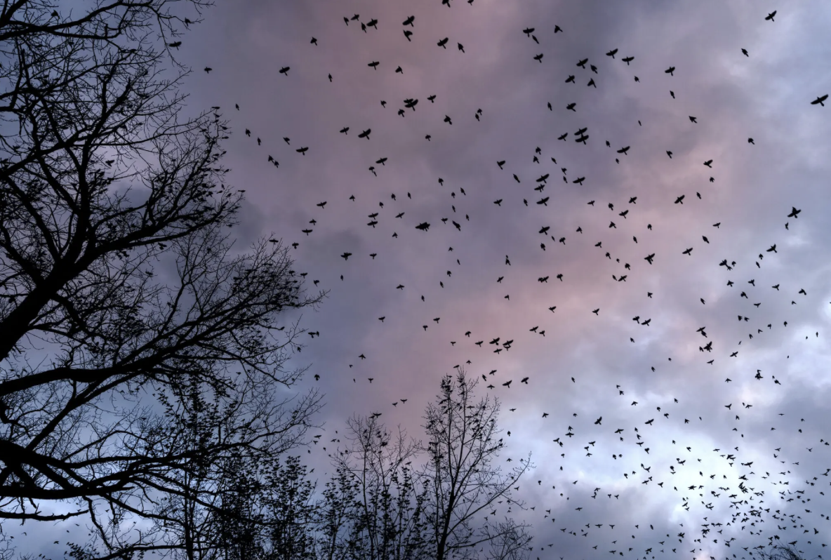Dylan chats with The New York Times about bird migration and lights out