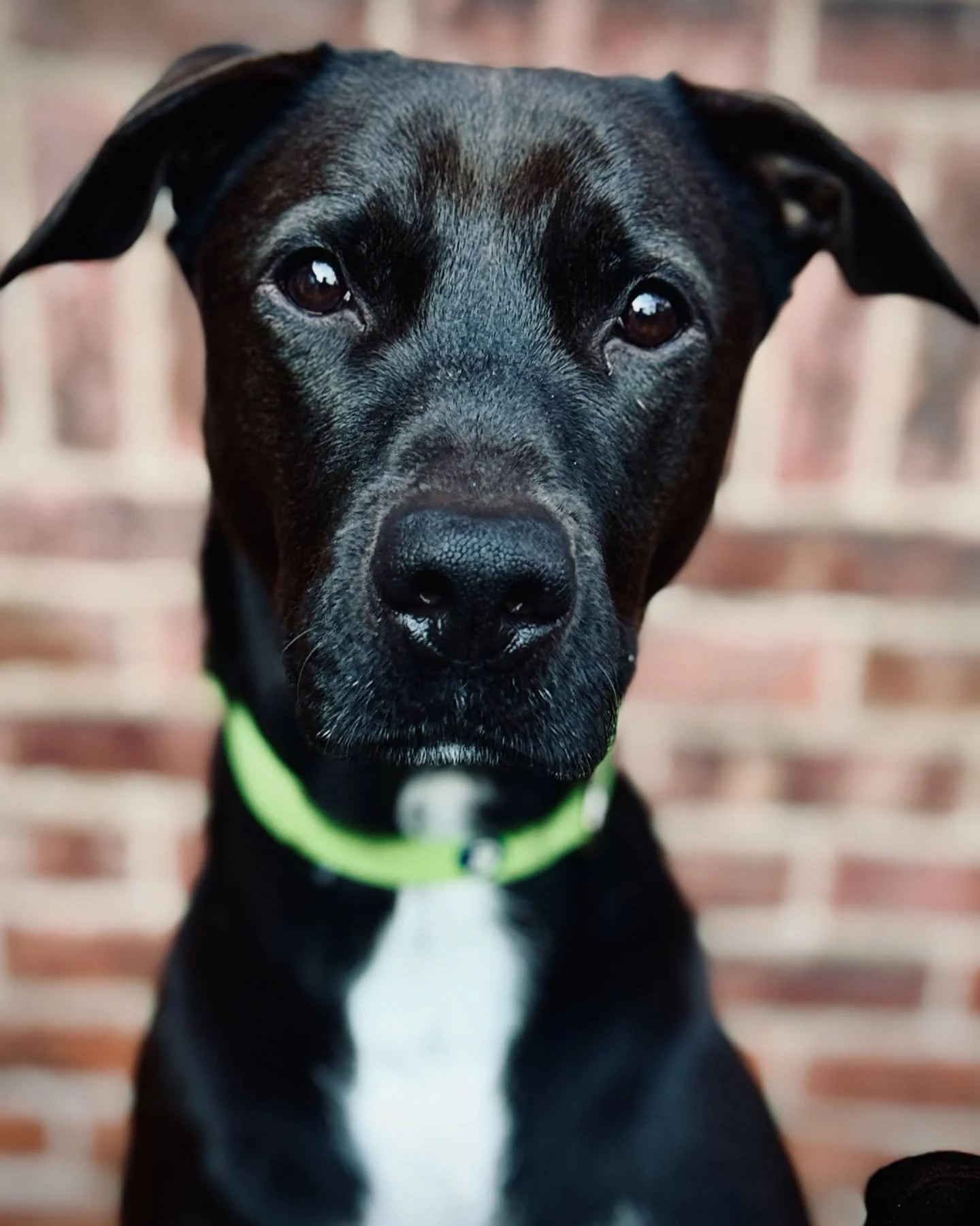 It&rsquo;s Bartolo! Good boy.