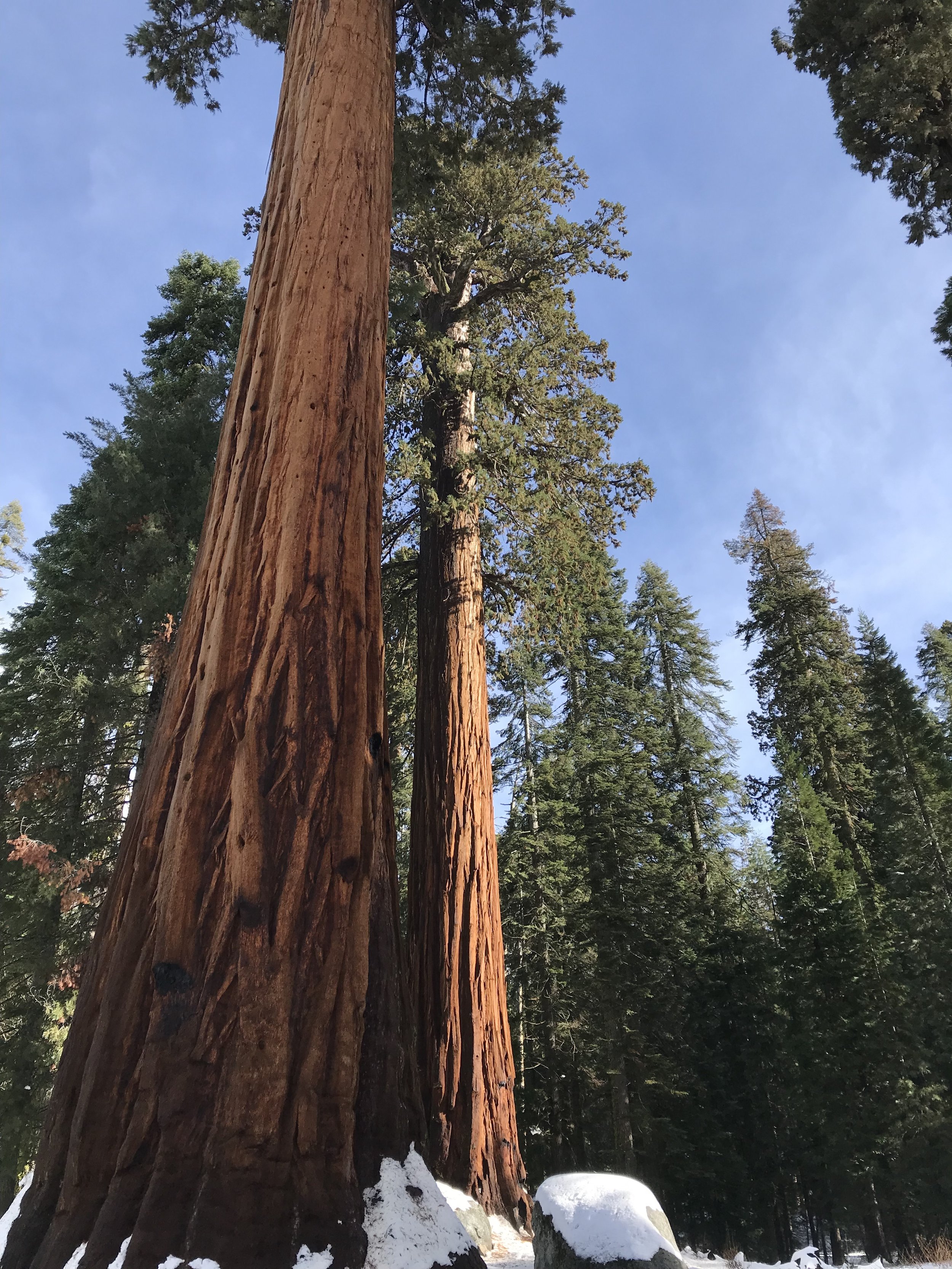 Large Sequoia 