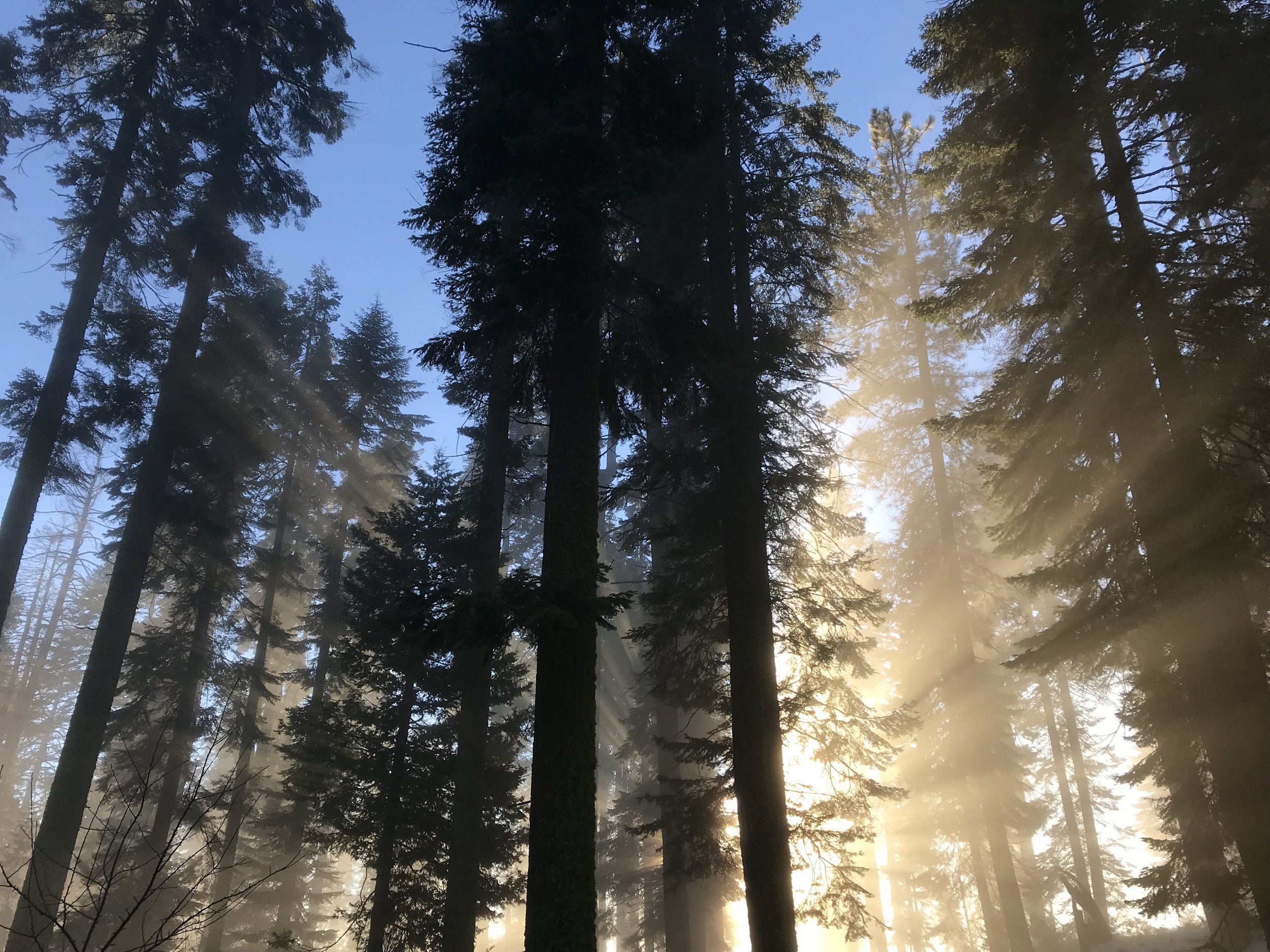 Light beams through the still trees in the magic of winter. Photo by: Nichole McDaniel