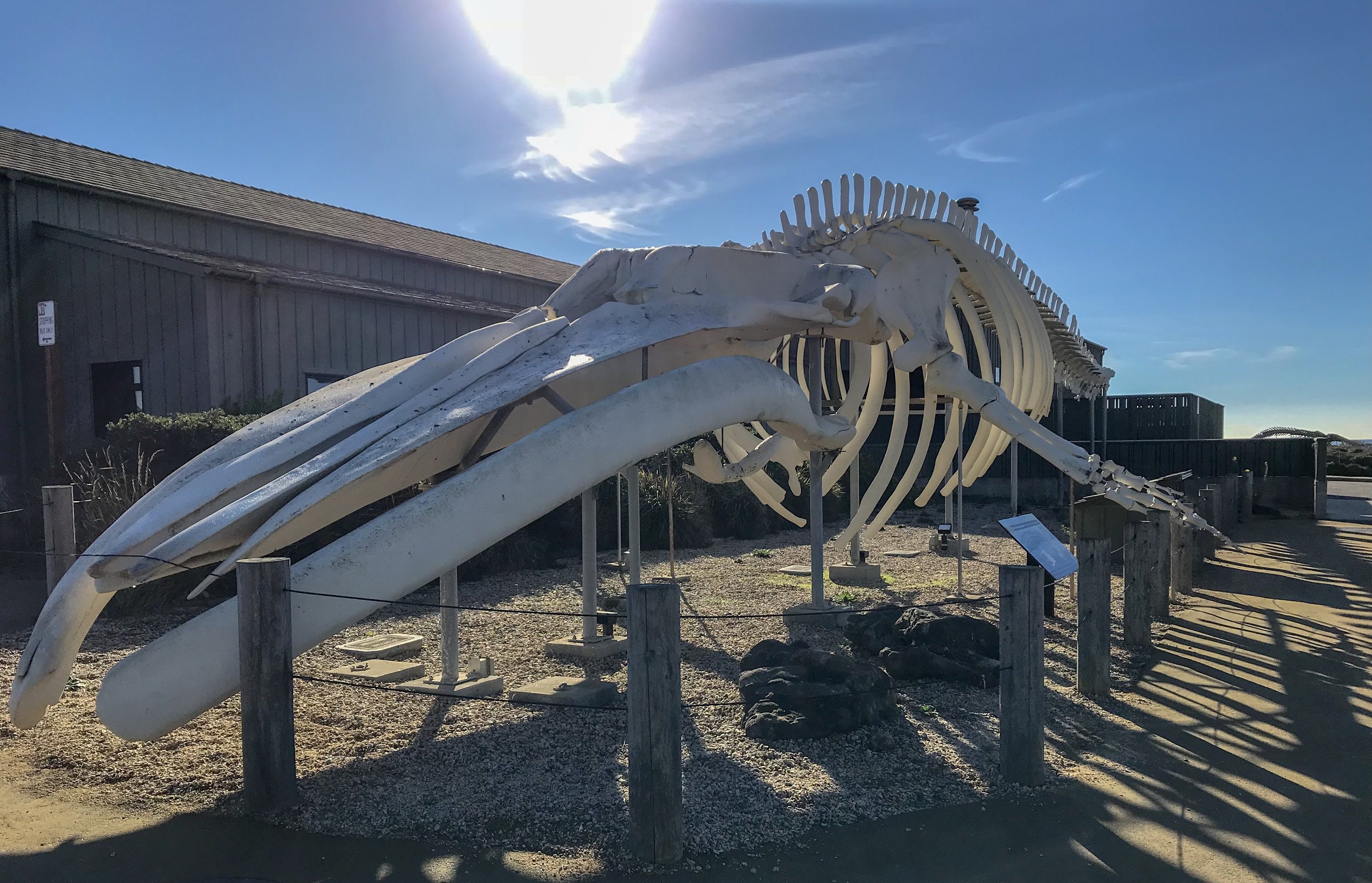 Blue Whale Skeleton 