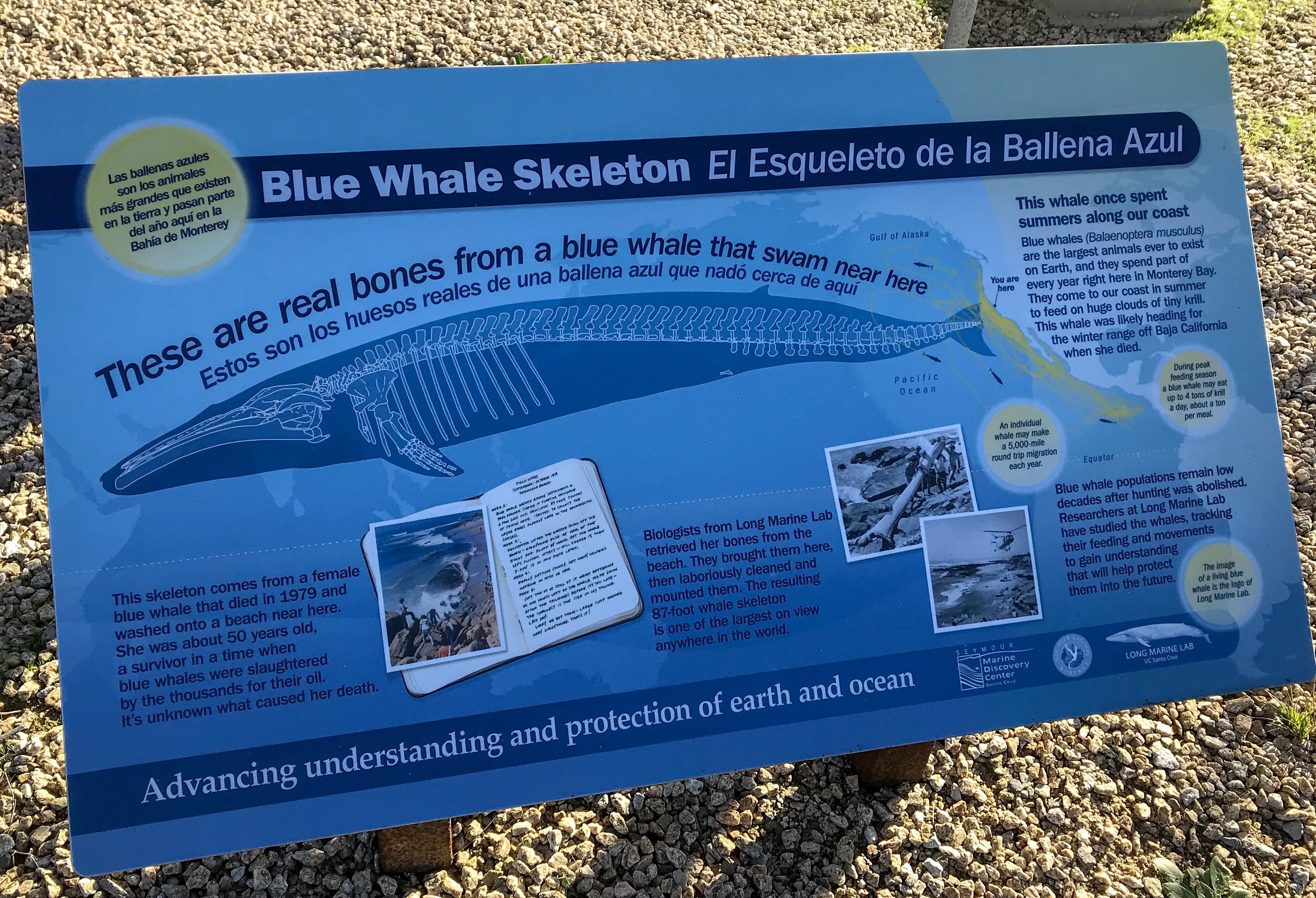 Blue Whale Plaque 