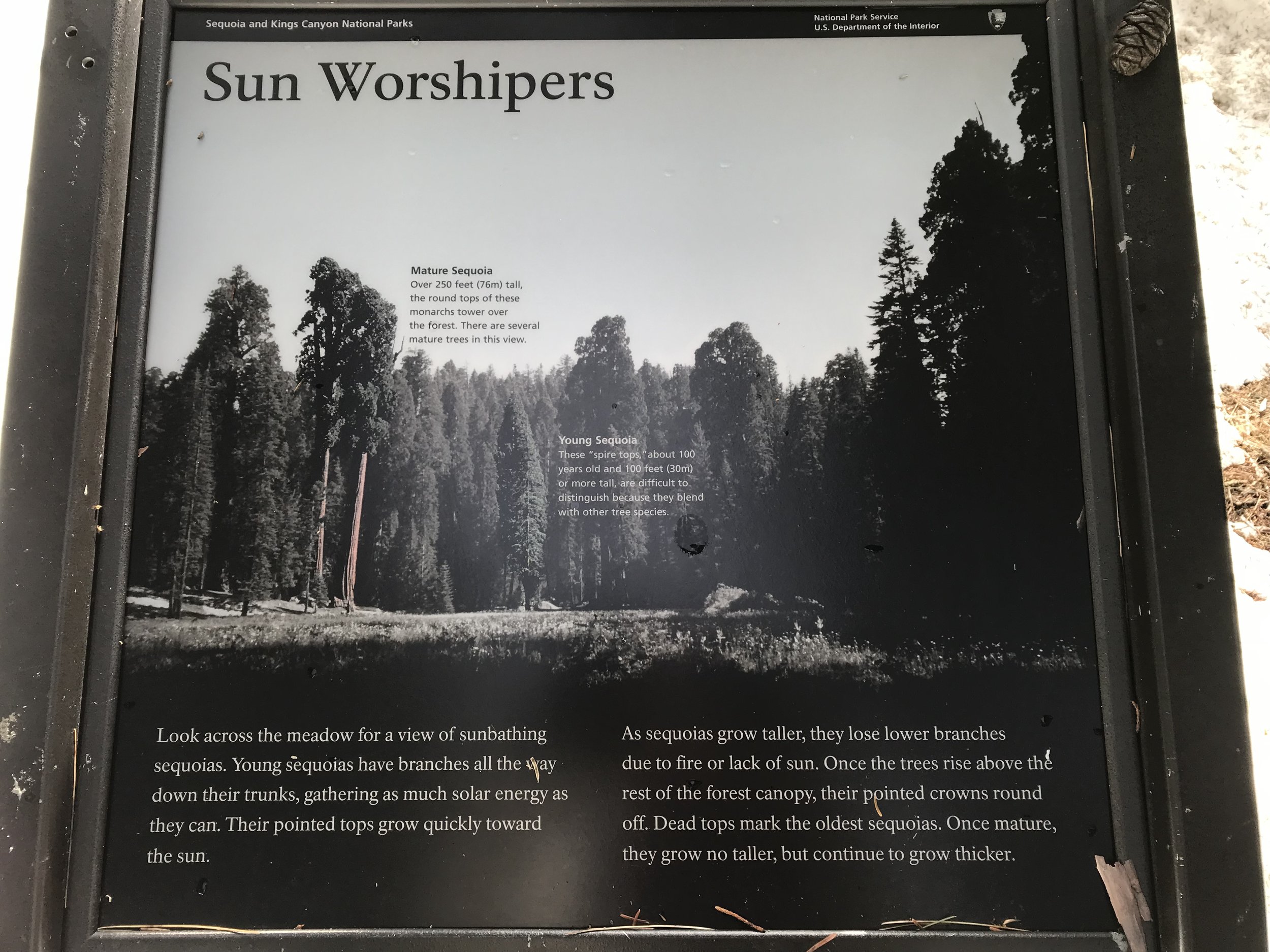 Sun Worshipers