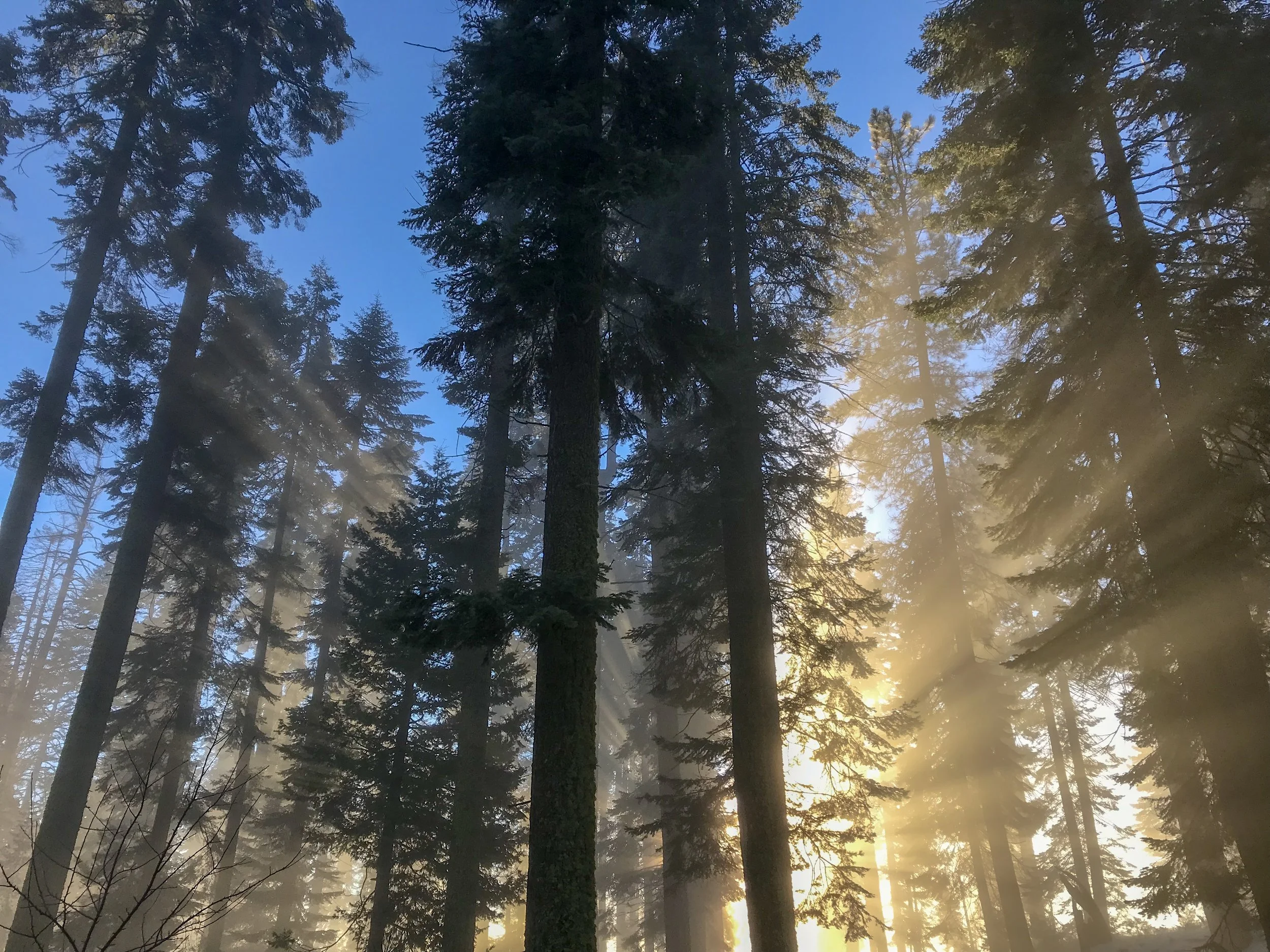 Sunset at Sequoia National Forest