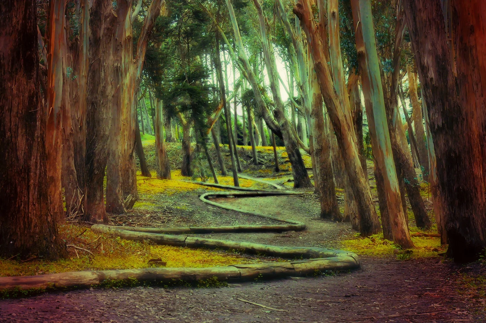  Andy Goldsworthy Nature Installation, San Francisco, CA 