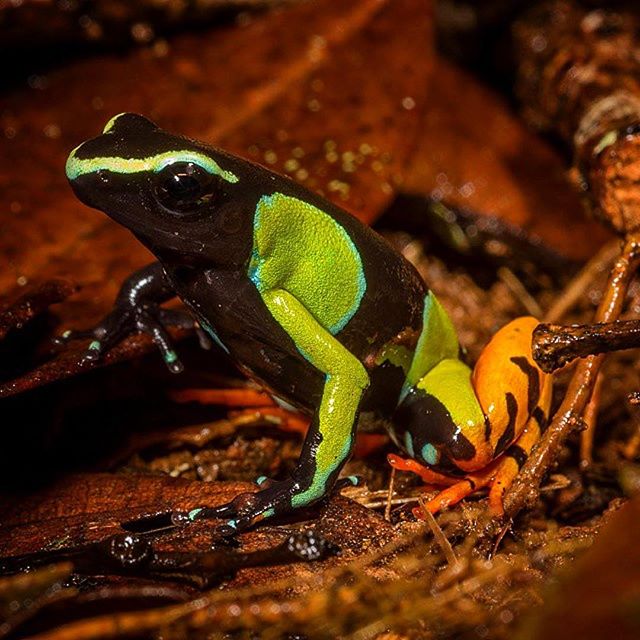 Another one for international frog day. Like a luminous plastic child's toy destined for the land-fill but absolutely real. I've known of the beauty of Madagascar's Mantella frogs for many years but seeing Mantella baronii for the first time in the wild delivered a wonderful shot of endorphins to slightly obsessive brain. Undoubtedly one of the most breathtakingly stunning frogs you're ever likely to meet. Like the poison arrow frogs of South America these delights also get the toxins their bright colours advertise from the alkaloid rich ants on which they feed. Sadly they are not only reduced to surviving in the tiny forest fragments not yet logged or burned, but also thanks to their small and isolated populations, they are extremely vulnerable to introduced diseases and invasive predators, like the Asian toad, that is now advancing across this tired but still majestic island.
.
.
.
#nature #instaessay #conservation #frog #environment #Mantella #iucn #wildlifefilmmaker #sonyF55 #canonnz #sonynz #madagascar #worldfrogday