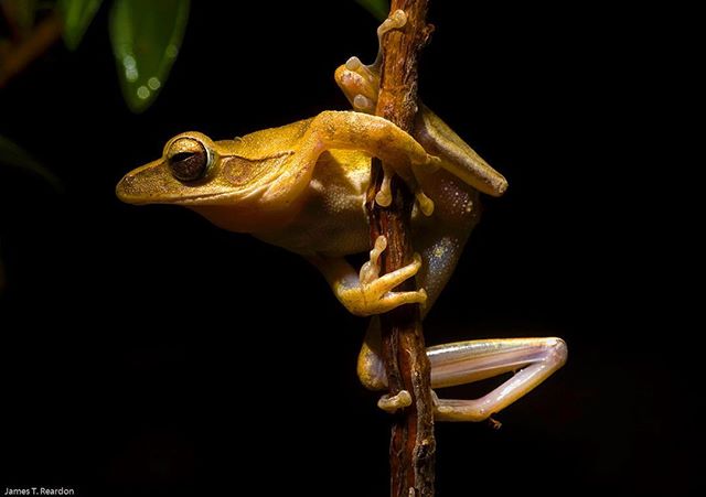It's international frog day apparently. I'm not sure exactly what these 'international day of' type things achieve but it's an excuse to post something lovely. I thought of some of the wierd and wonderful frogs I could post but surely we can celebrate the more ubiquitous species too. If you've been to south east Asia, chances are you've heard these chaps barking away at night after a downpour. This male Polypedates leucomystax tree frog was calling for a mate and competing with other males around an ephemeral pool on the banks of a small river on Ko Pa Nyang. The pools below were filled with tadoples from a thunderstorm from the week previous that had stimulated breeding. Whilst this species is common (IUCN Least Concern), and fairly drab by some froggy standards, it's still an exsquisite animal, subtly elegant and quintessentially a tree frog, perfectly adapted for arboreal movement. .
.
.
.
.
#canonnz #wildlifefilmmaker #frog #polypedatesleucomystax #thailand #khopangan #worldfrogday
