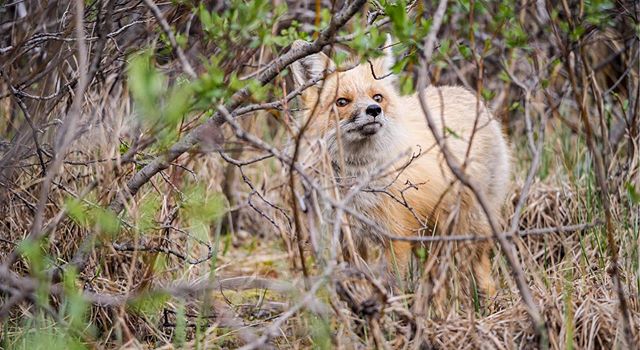 🦊 real friendly up at work. This vixen came so close, for a half-second I worried she was rabid & I was stupid. I startled, she jumped, I chirped at her, and she came back even closer. I chirped again and she tilted her head like Khiva. My mom thinks 🦊 are my spirit animal. I’d be honored. Maybe the vixen’s unusual ease came from a shared spirit. Or maybe she thought I smelled funny.