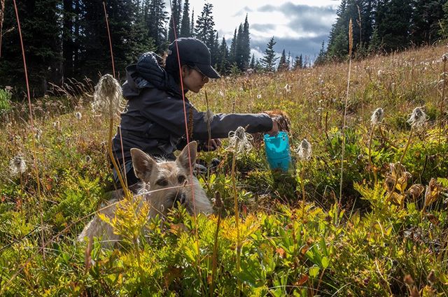Huckleberry-ing. Grouse whortleberry-ing. Around here they’re called xwíxwekw. Next valleys over: sḵw’elám, sḵw’eḵwchs. A fully ripe berry is sḵw’ḵw’il’; esyeḵ are berries already picked.
Wooden combs rake the berries, cedar & fir branches dry them. Logging both ruins traditional berry patches & harvesting practices and makes patches easier to access, canning equipment in hand. Huckleberries, bilberries, blueberries (Vaccinium ssp.) are wild food cultivated by generations of First Nations. As a traditional resource over here, only salmon get mentioned more.
First Nations show us how to live here, teaching as much about the now & the always as the before. We make friends & visits, attend workshops & talks, sit for stories old & new. We’re reading Eden Robinson & Cherie Dimaline, Leanne Simpson & Joshua Whitehead. Our friends & visits teach us the importance of respect & acknowledgement, of ceremony & attendance to culture, of living with your place.
As we listen & learn, orient to reconciliation & daily decolonization, our world changes.
Our relationship with where we live matures & deepens. It’s not don’t touch it or leave no trace, nor grab that & turn it into 💰. It’s get to know this berry & that spot. Give time to it, be with it, come to understand it. Rely on it, depend on it, make the berry part of you & you a part of it. Learn the different colors, tastes, types, places, patches. Remember, attend, return.
FN words & ways change the world we live in. The same spot becomes a different place. A hike is a harvest, berry season an event. I scout for it, N asks after it: when & where will we go this year? A couple days are spent in fog & mist, kneeling in the dew, plucking berry after berry after berry. You’re slow & sloppy. You don’t know what you’re doing yet but something shifts. The whortleberries whisper. They’re the best tasting & the hardest to pick.