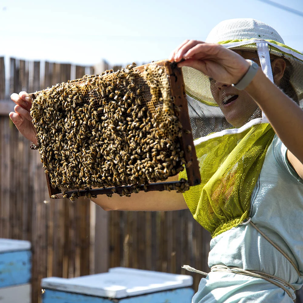 Meet Big Island Bees