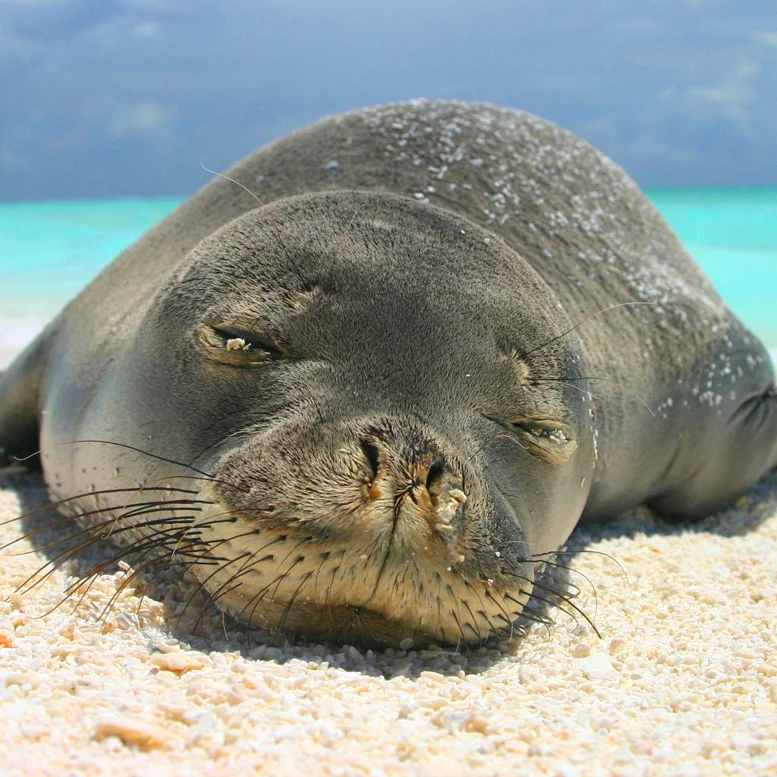 A Shout-Out To The Hawaiian Monk Seal