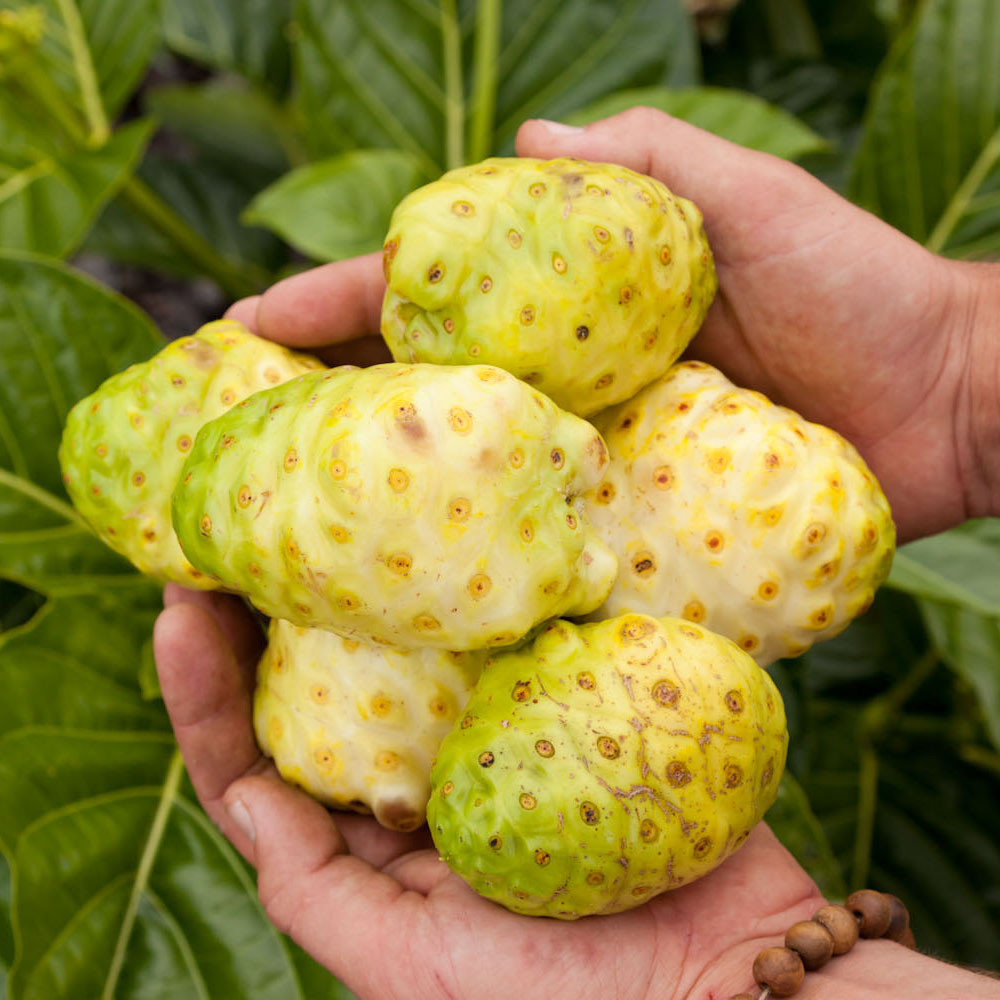 The Debate Over Pasteurizing Noni Juice