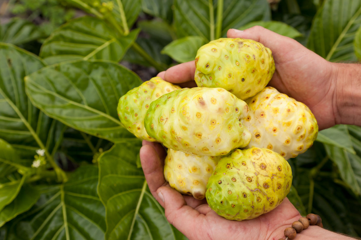 The Debate Over Pasteurizing Noni Juice — Hawaiian Ola