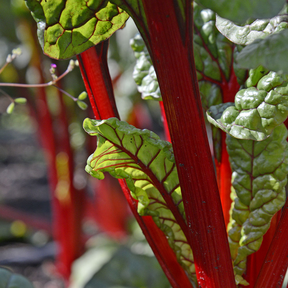 Nine Ways To Be Healthier Every Day