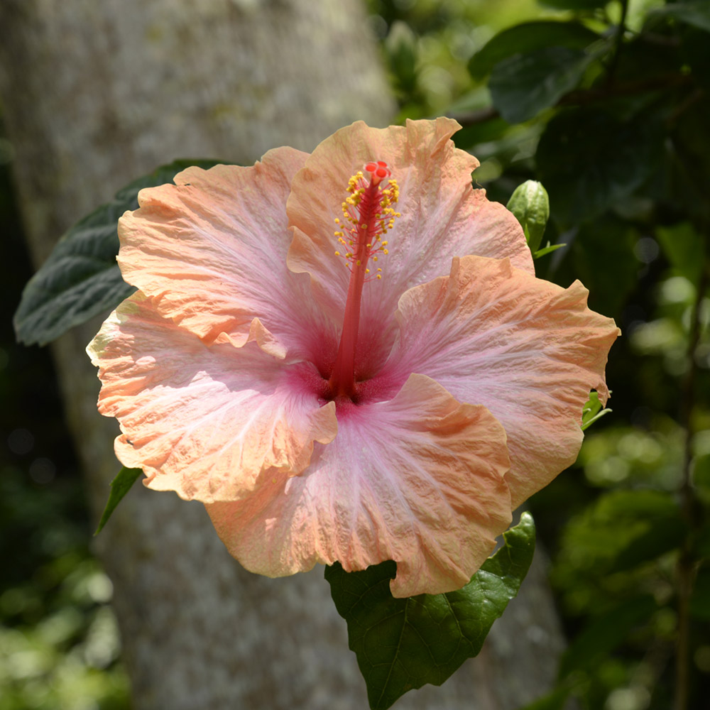 The Rise of the Health Drink