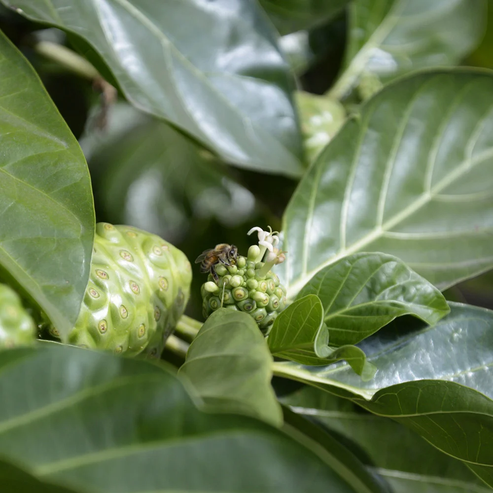 Hawaiian Ola’s bottler runs their first organic beverage!