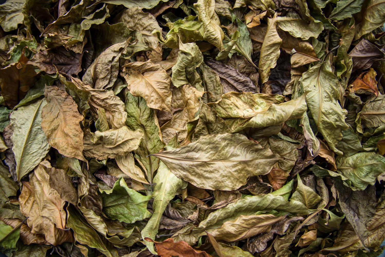 Meet The Farmers: Hala Tree Coffee