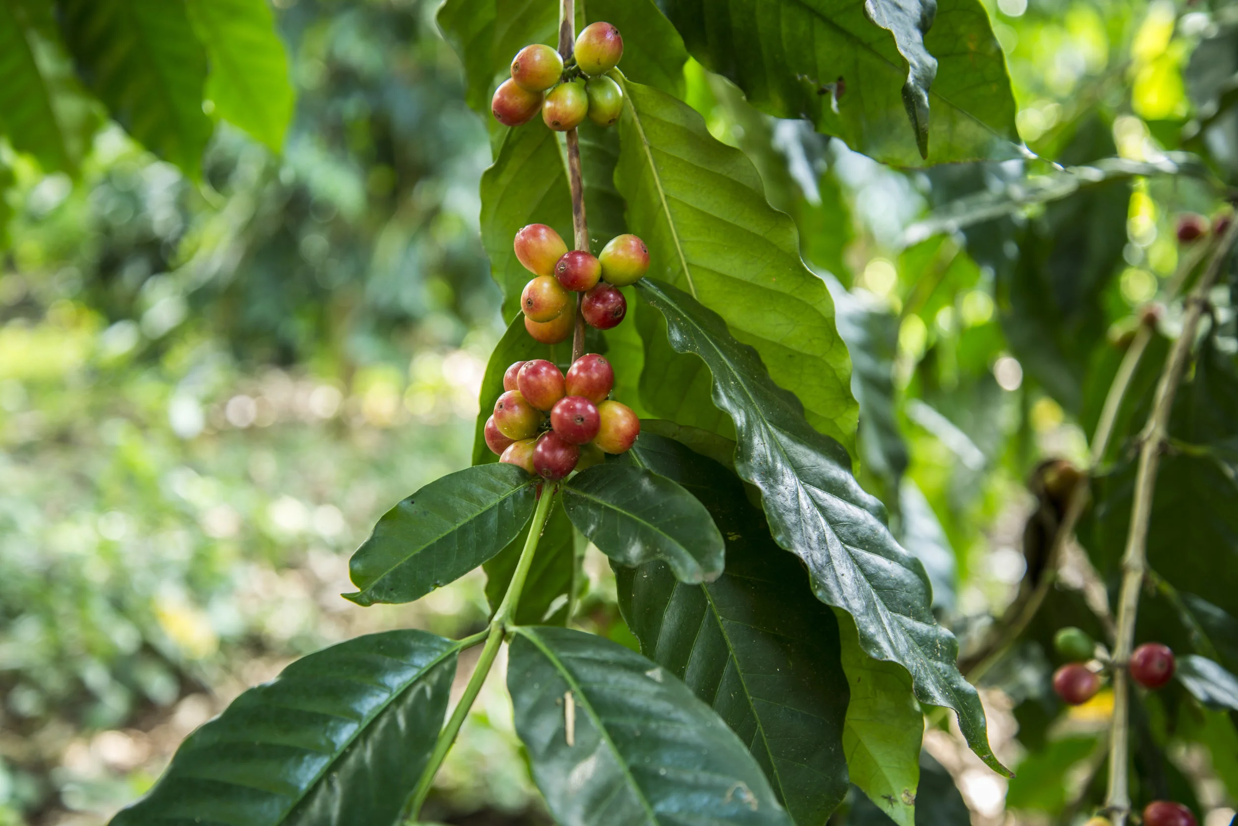 Organic Kona coffee leaves, ready to be trimmed!