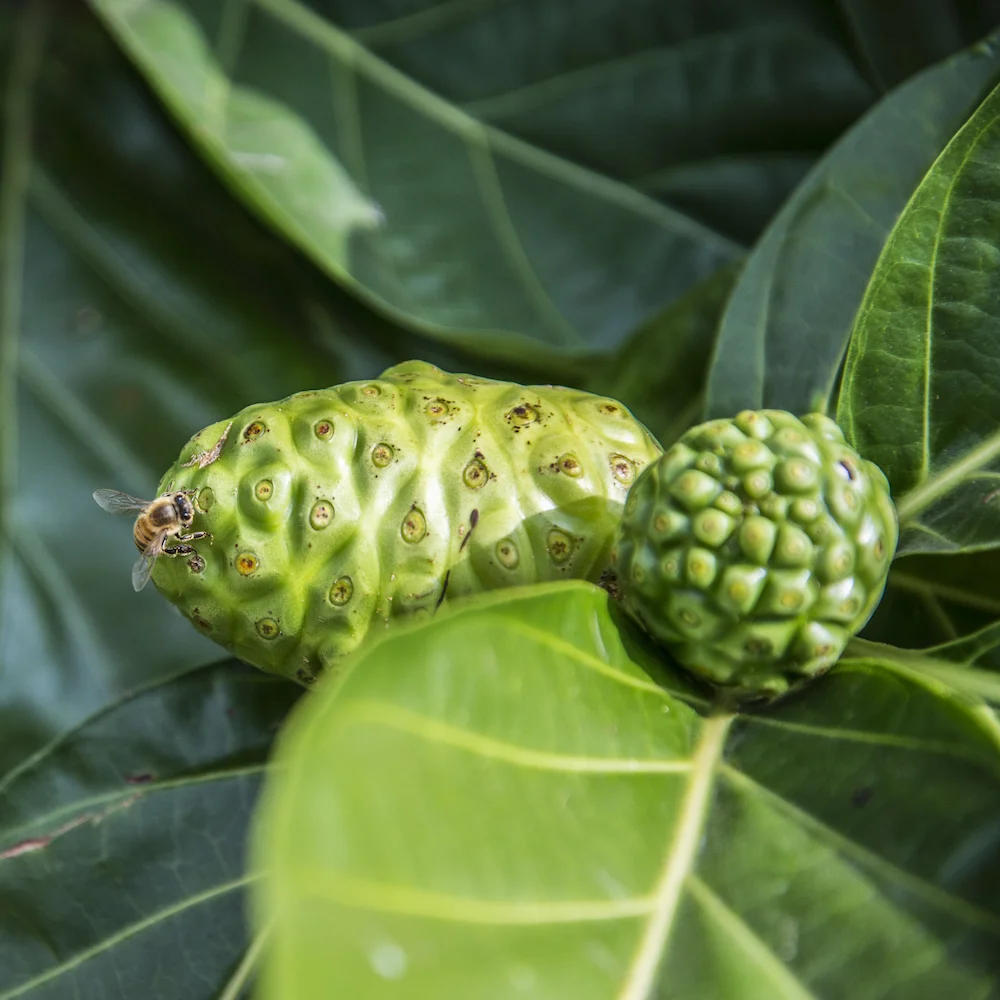 Hawaii’s Secret Superfood