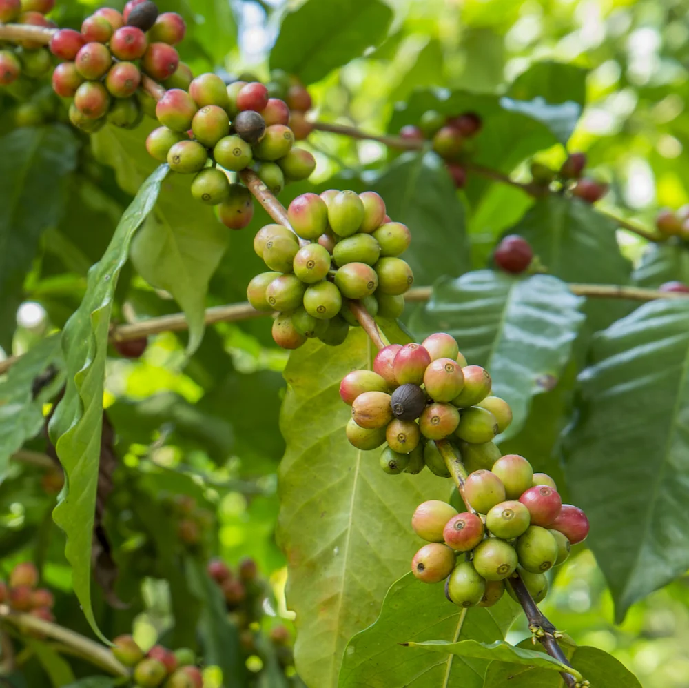 What Is An Antioxidant?