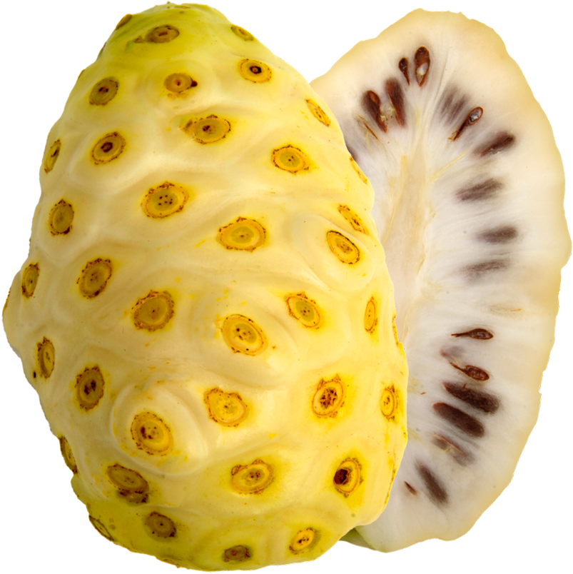 Ripe noni fruit (also known as morinda citrifolia , Indian mulberry, or beach mulberry)