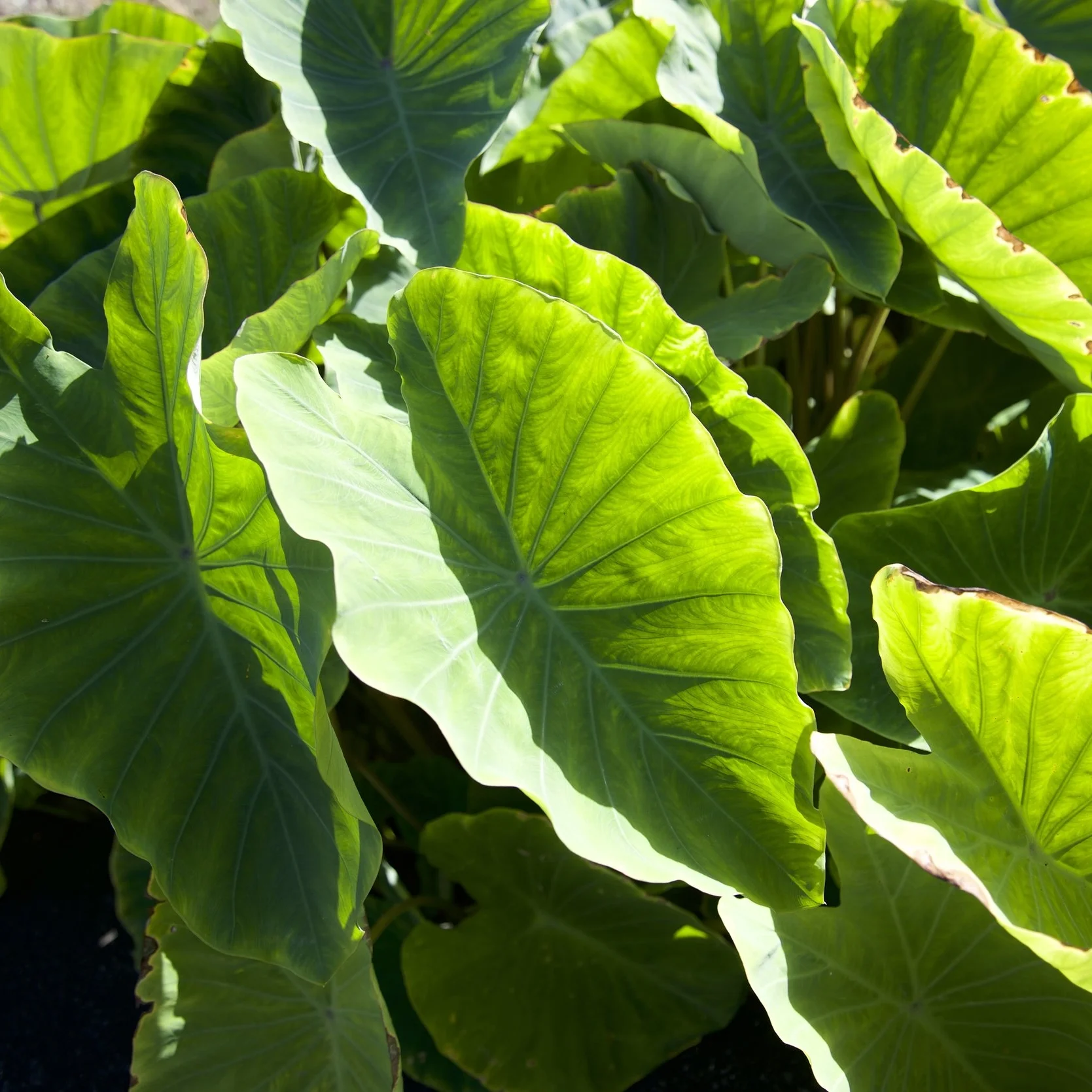 6 Little Known Facts About Hawai`i's Food