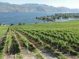 kelowna vineyard.jpg
