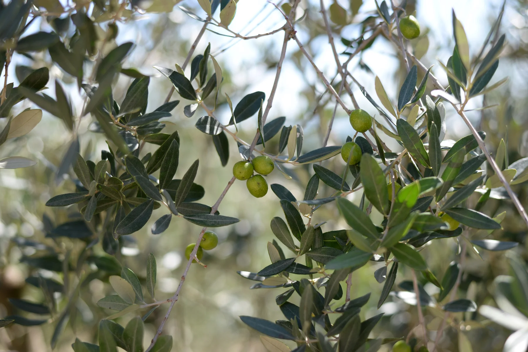 Olives (San Gimignano, Italy)