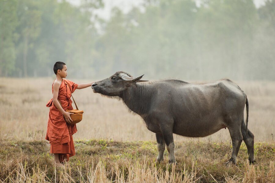 novice-walks-there-are-buffaloes-meadow_1150-55770.jpg