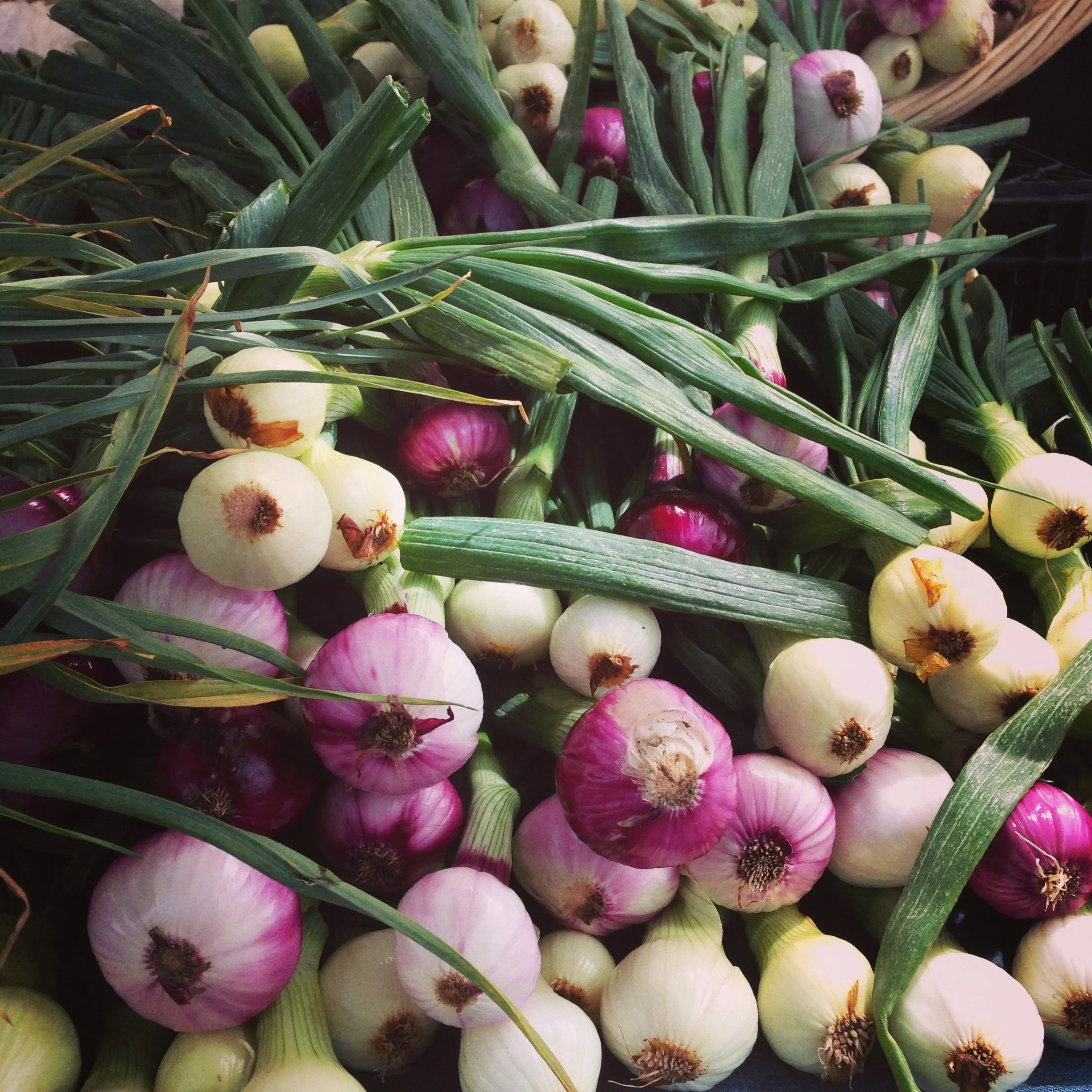 ilikeonions.jpg