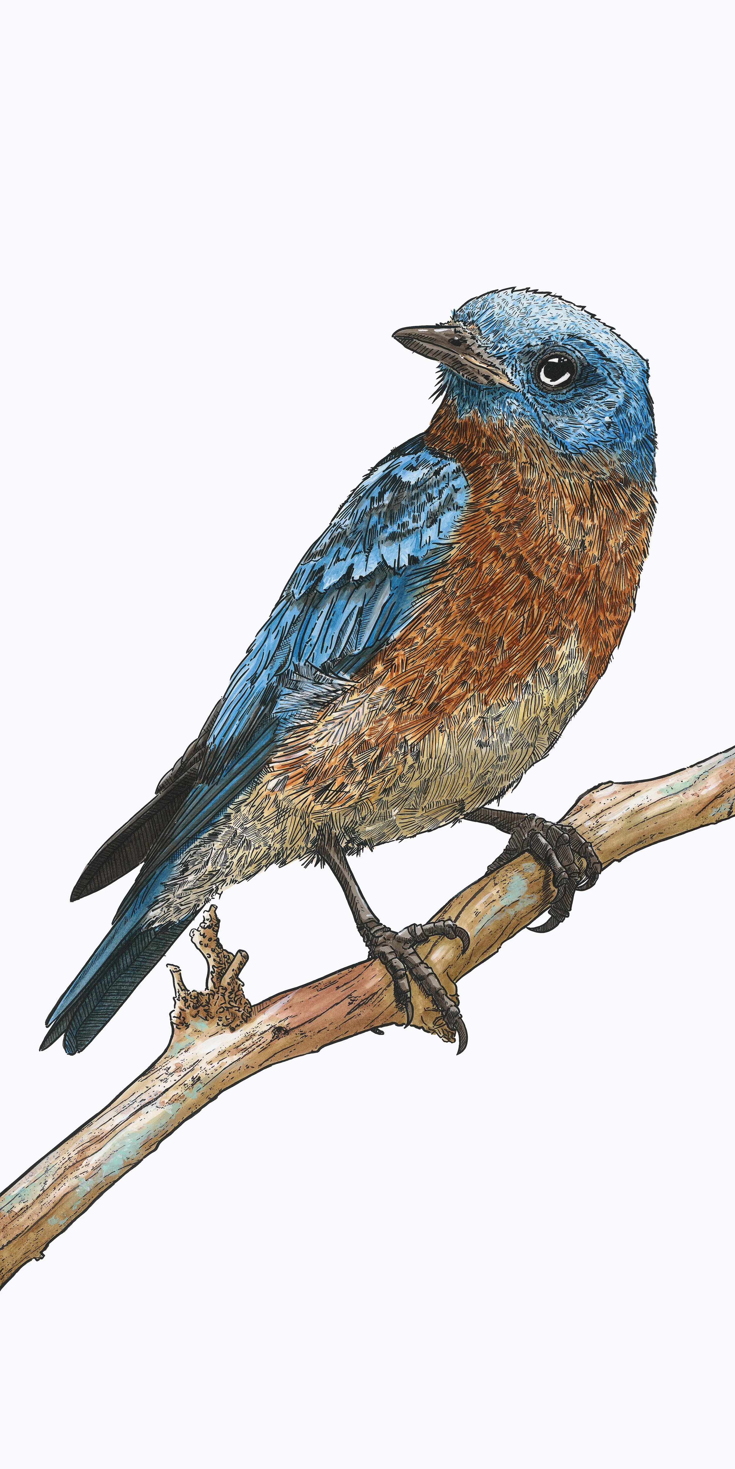 03 Eastern Blue.jpg