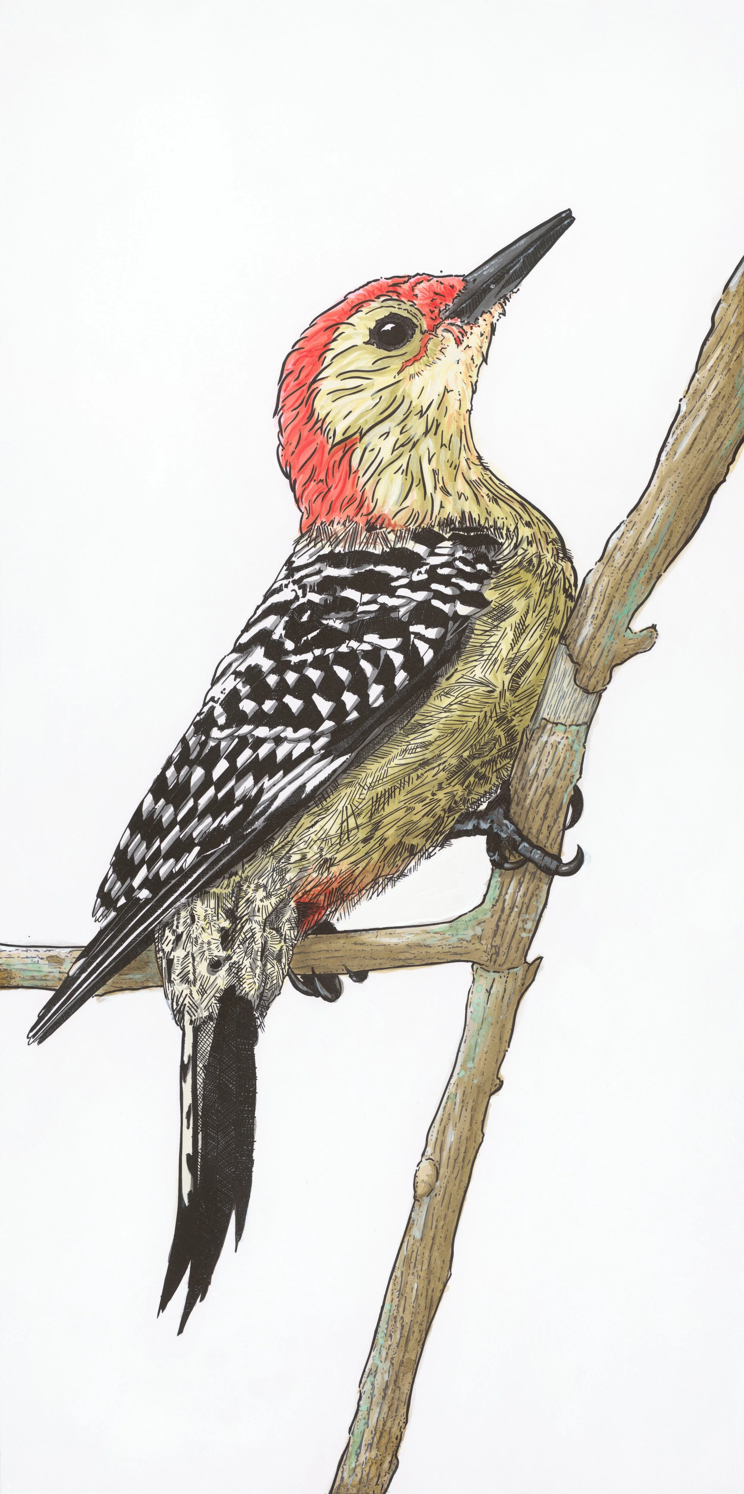 04 Red Belly.jpg