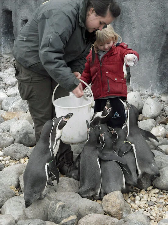 Wingham-Penguin-Experience.jpg