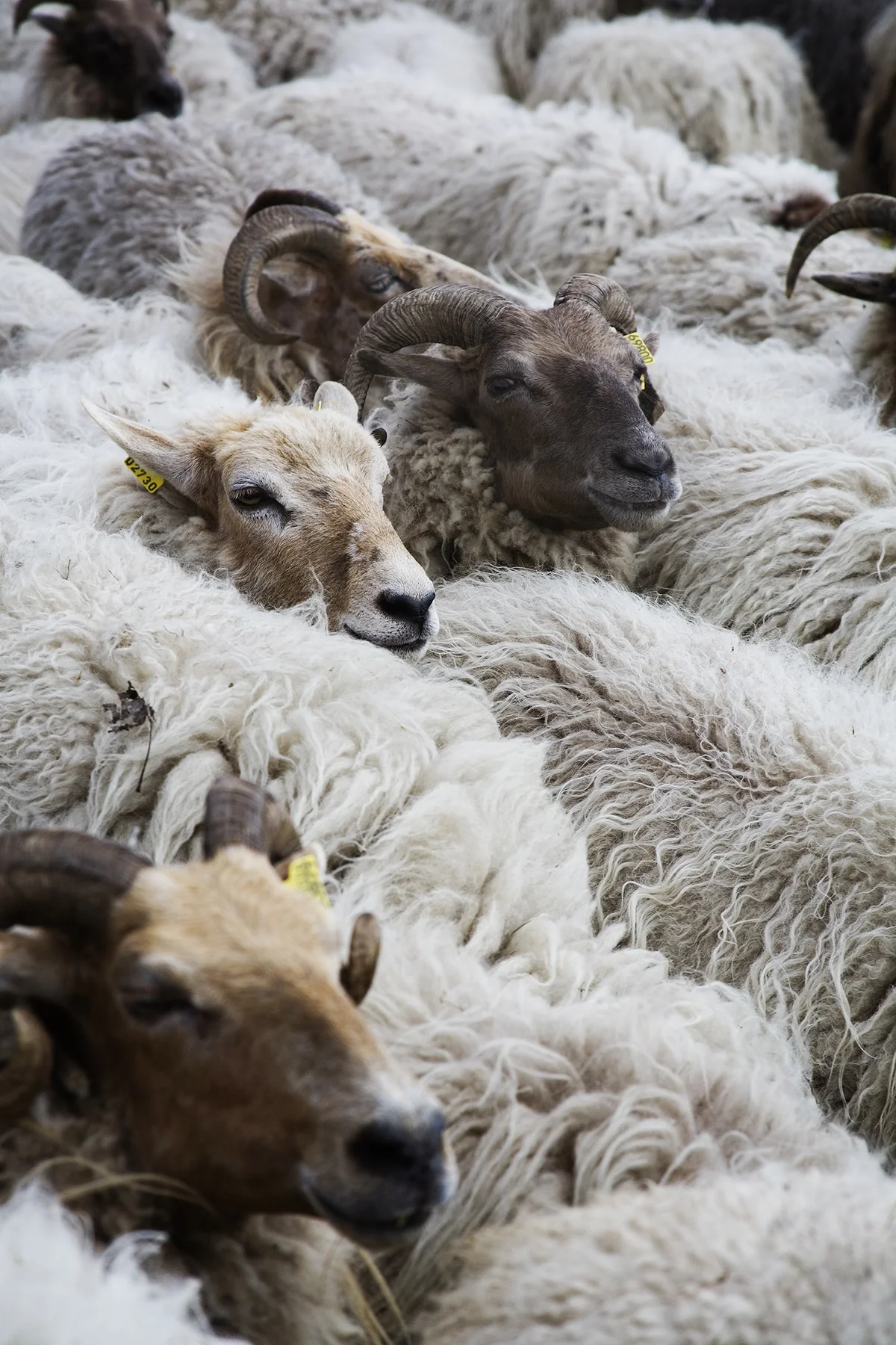 A flock of Drenthe Heath sheep.