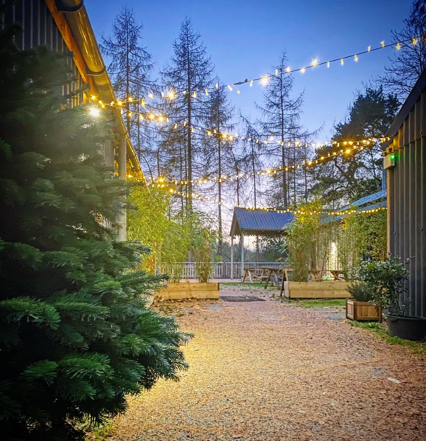 Festive Forestry Christmas Trees for sale!