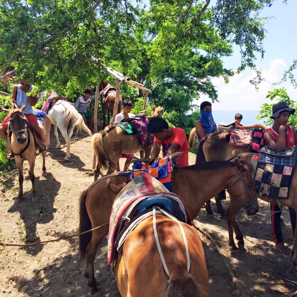 11 horses came to the rescue. 11.