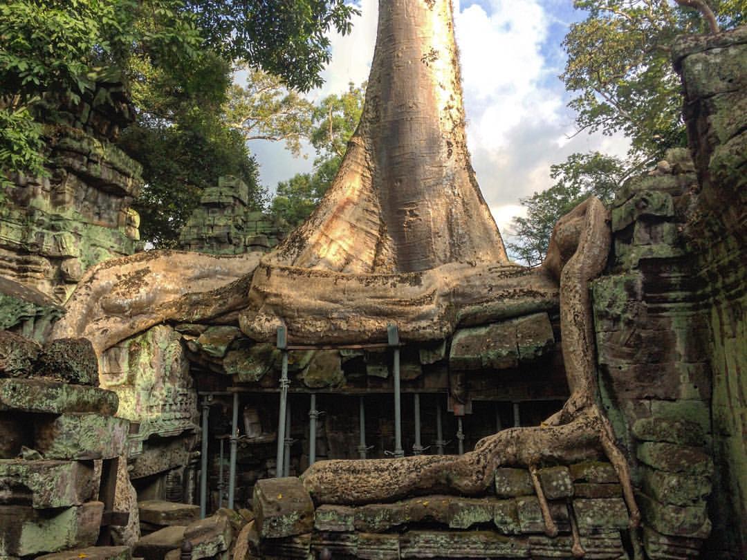 This 300 year old silk-cotton tree with snake-like roots in Ta Prohm needs to be supported by scaffoldings otherwise it would completely crush the temple. These trees are scattered everywhere.