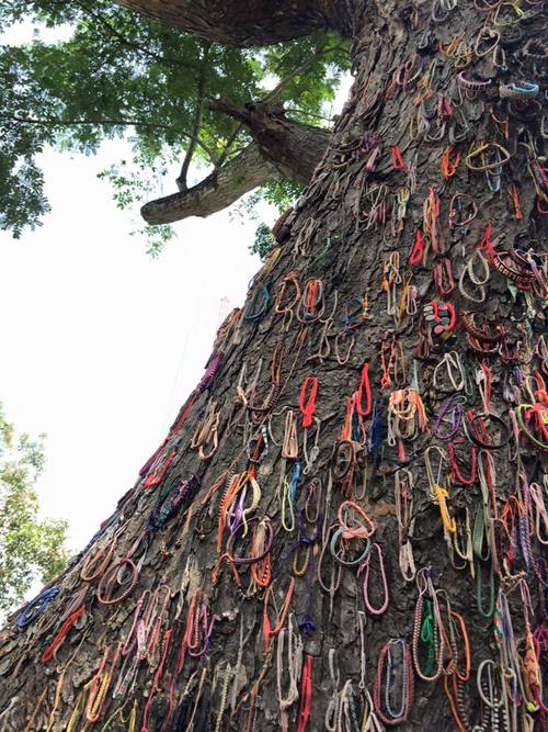 Killing Tree, Killing Fields