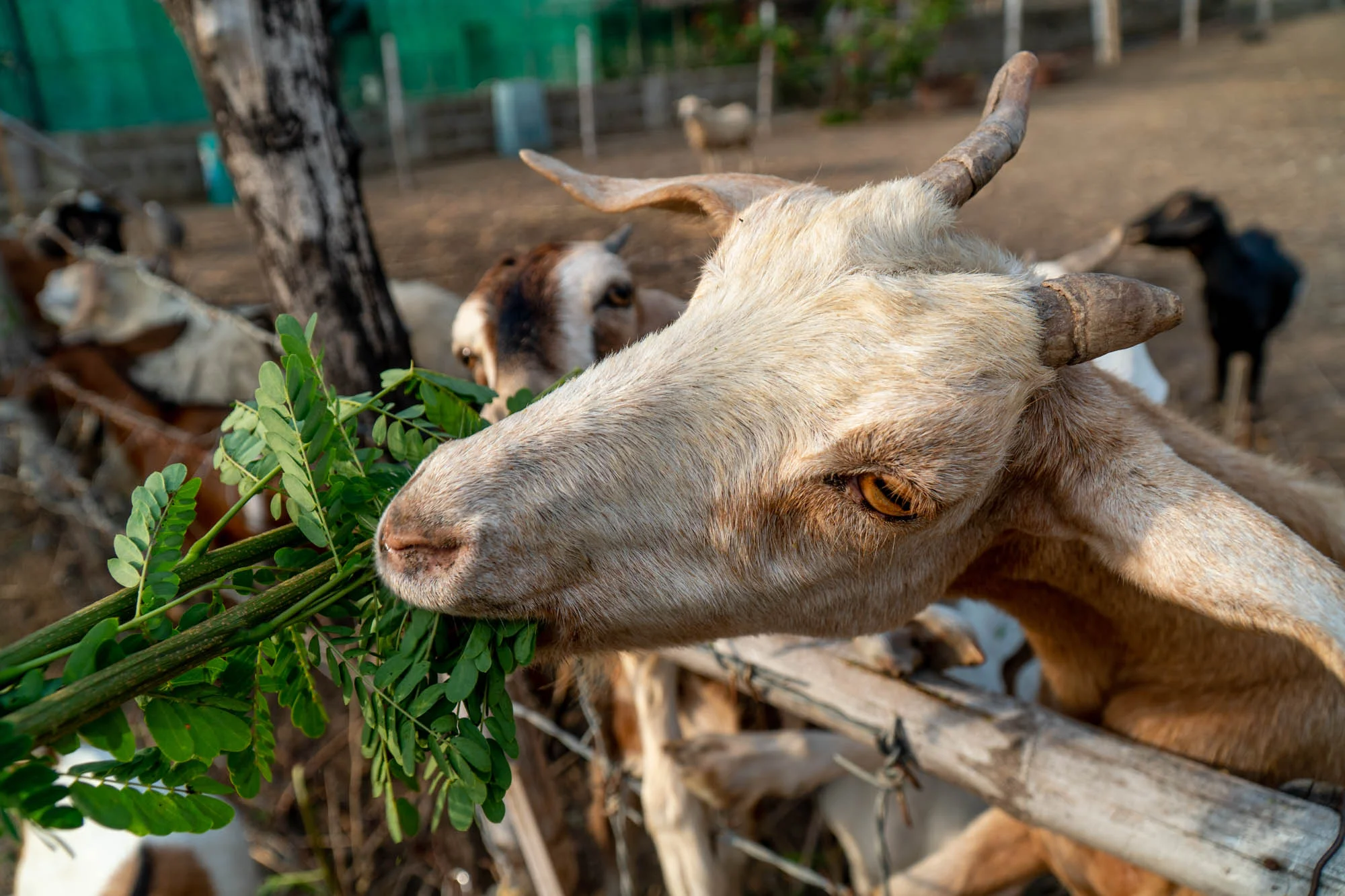 Try to get the goats to eat from the top part of the fence instead of them poking their heads through the gaps. The gaps have spiky wires so the animals could get hurt.