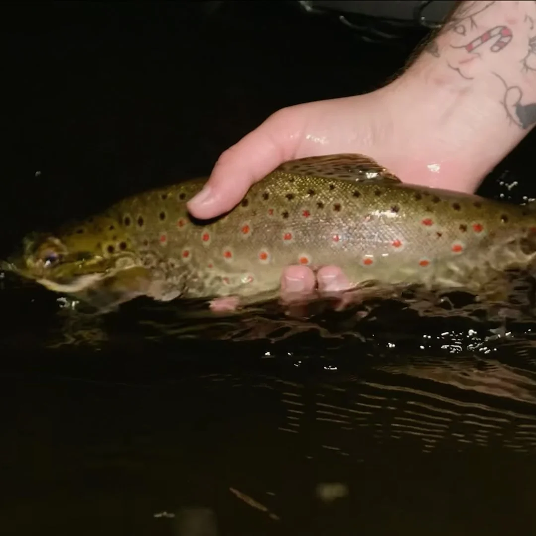 HEX FLY CO: Afraid Of The Dark?