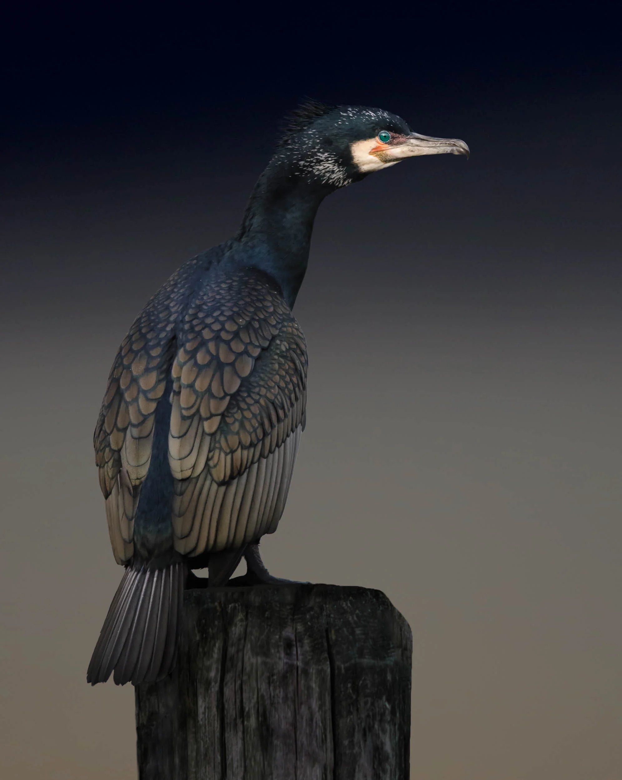 CORMORANT PALETTE