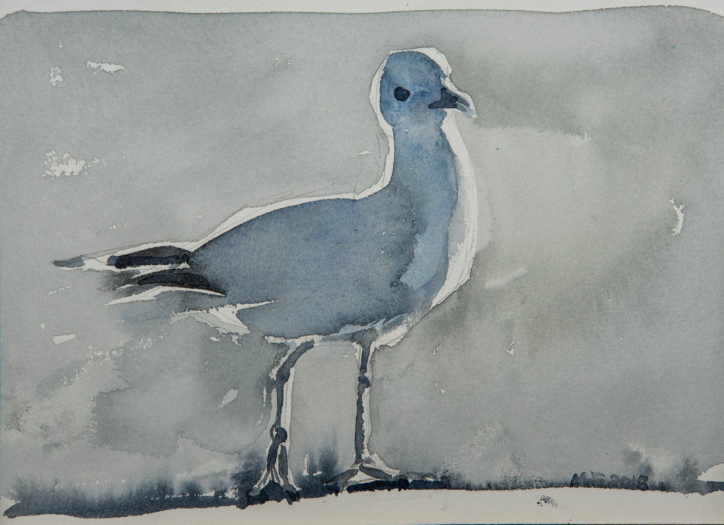 BLUE SEAGULL