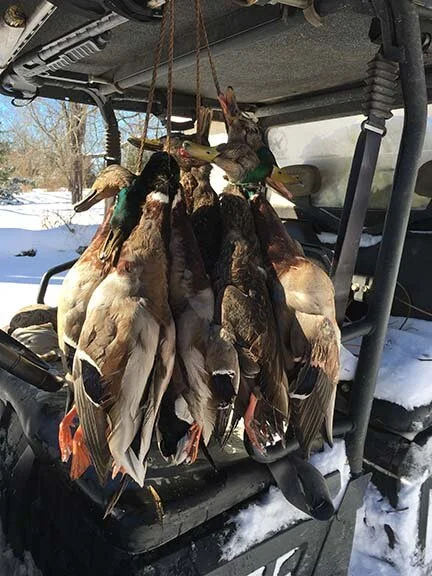 jan.16.ducks.jpg