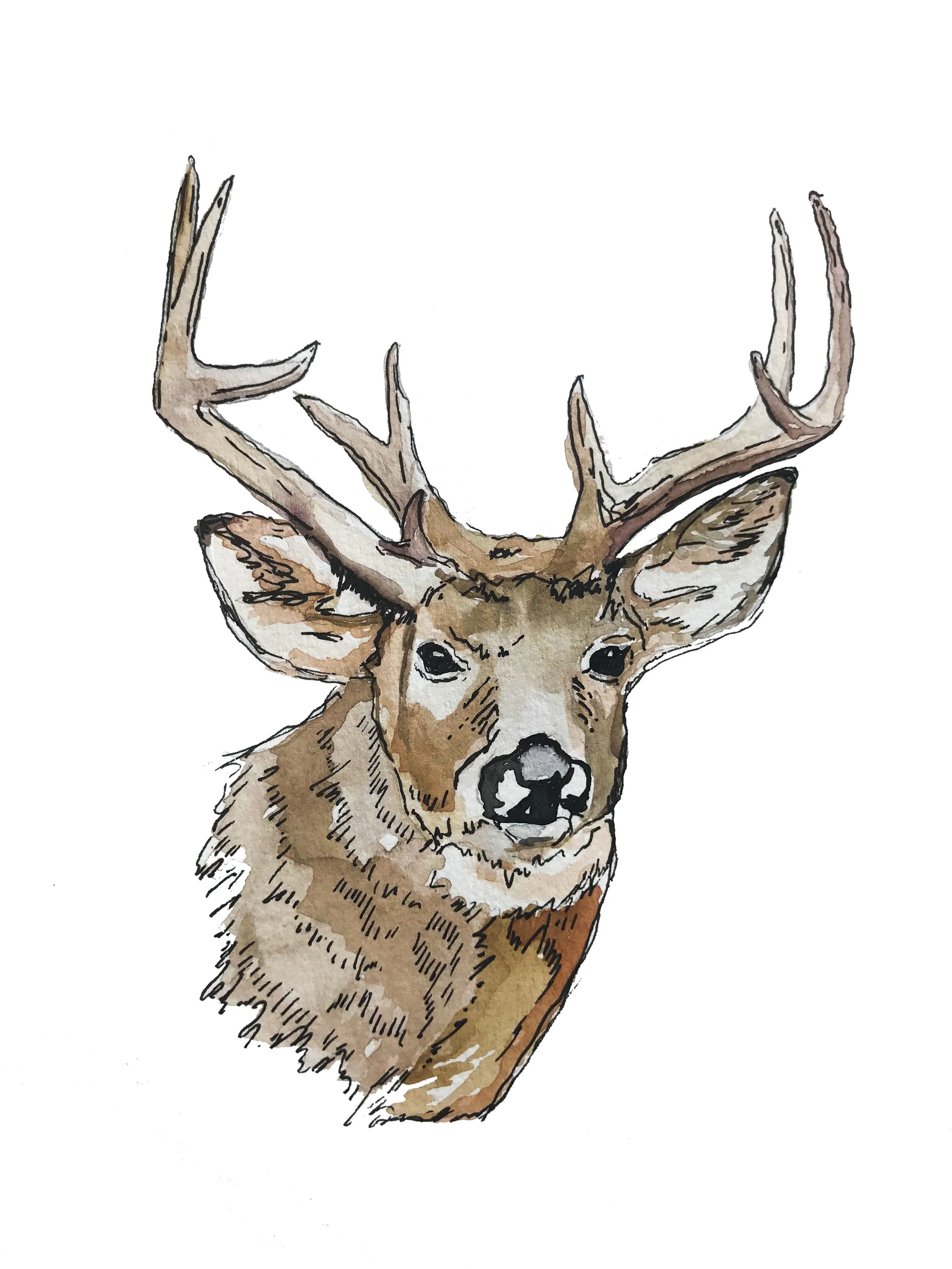 deer.jpg