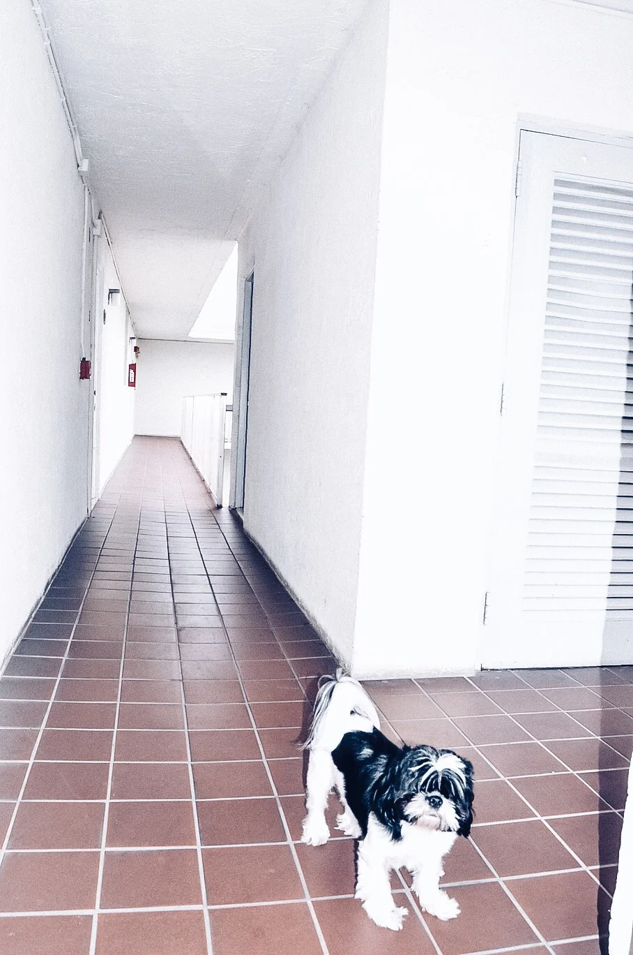 I don't even know this dog but he woulnt stop staring at me and my camera.