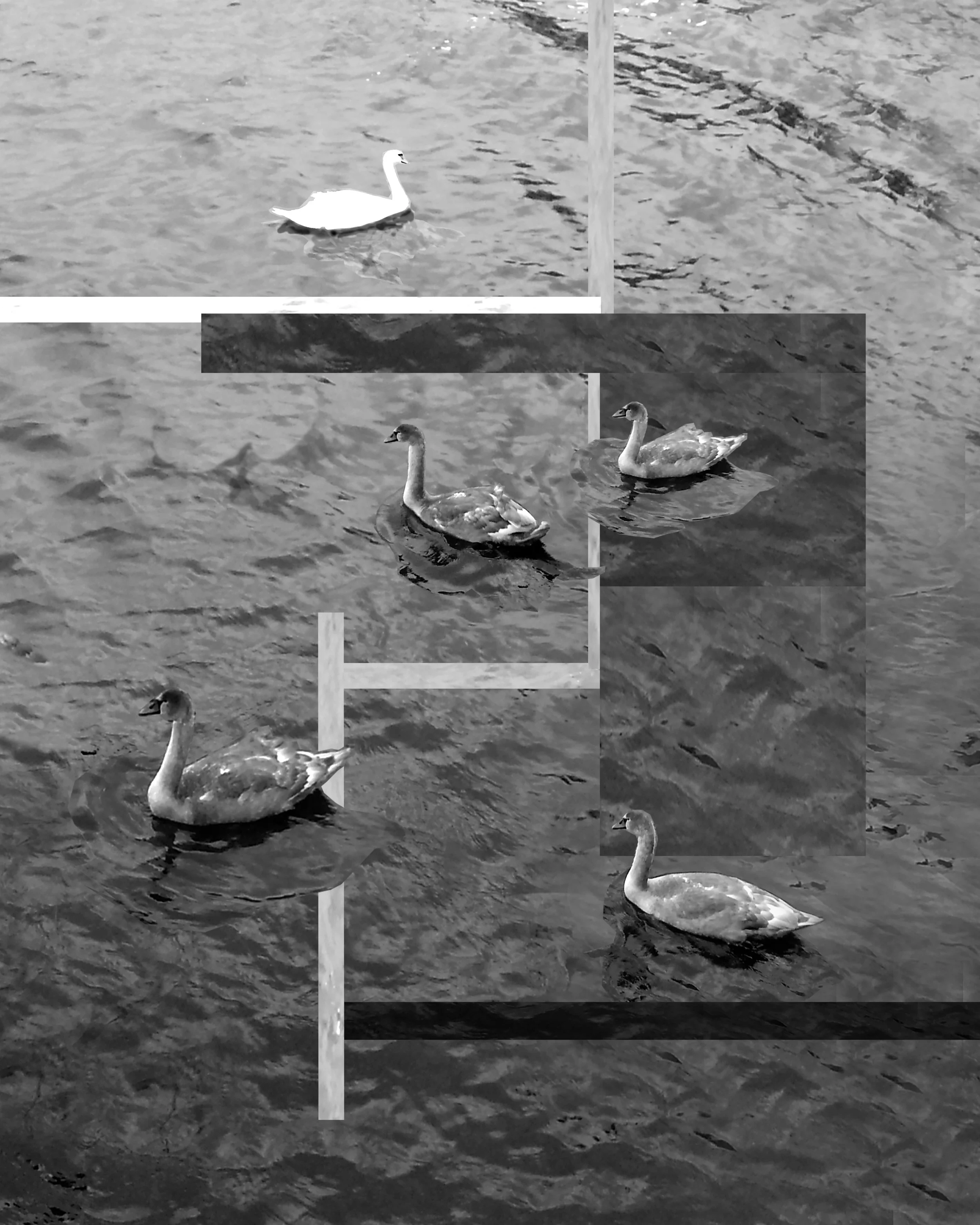SWANS_3.4_final_positive.jpg