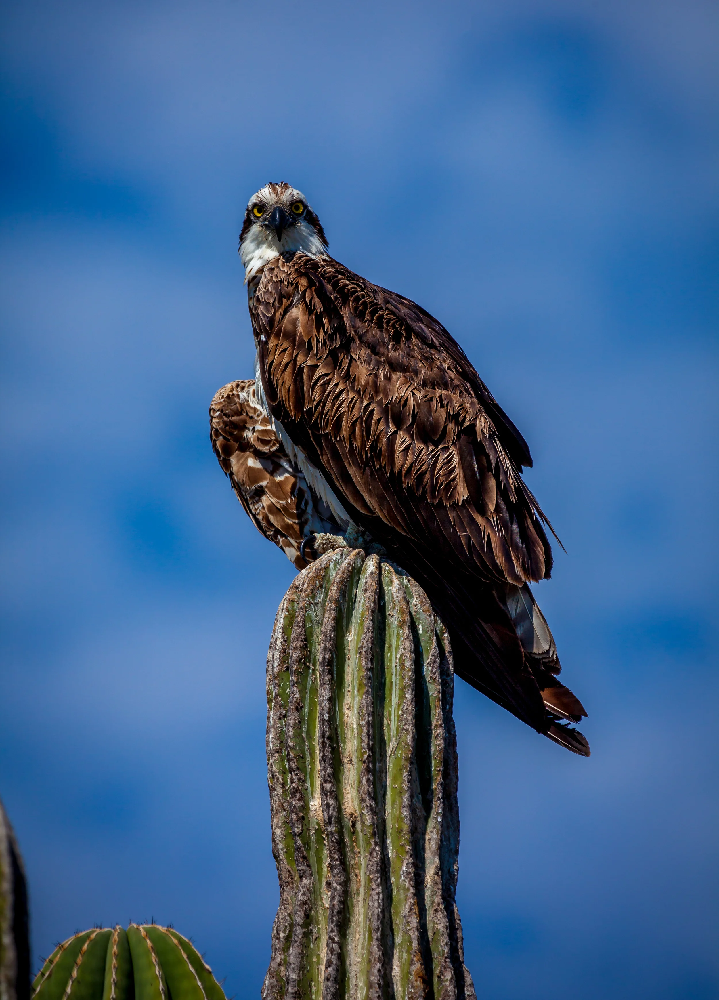 Osprey on top of Cactus